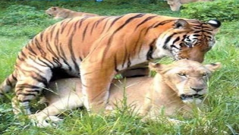 crouching tiger.jpg